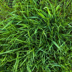 Texture of Green Grass Background