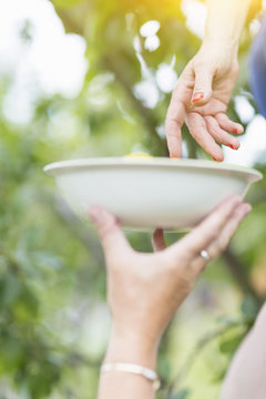 Close up of mature woman hands placing picked plum into mothers bowl in orchard
