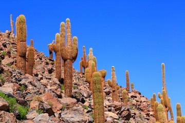 アタカマ砂漠のサボテン