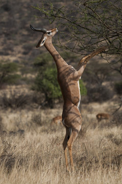 Waller's gazelle standing on hind legs grazing on bush, Amboseli national park, Kenya