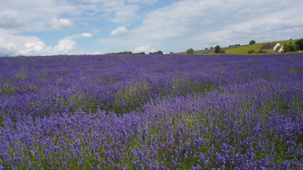 Obraz premium Snowshill Lavender Fields 