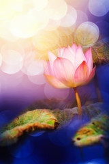 Lotus flower and blur bokeh background, Abstract beautiful natur