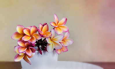 Pink orange frangipani or plumeria flowers in white big cup on w