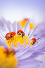 ladybugs on camomile