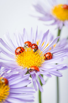 ladybugs on camomile