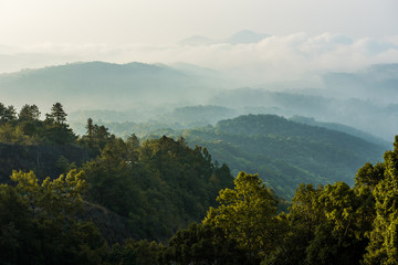 Morning fog in dense tropical rainforest, Misty mountain forest