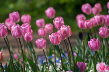Pinke Tulpenpracht