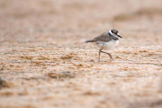 Juvenile Killdeer (Charadrius vociferus) on calcium deposit at mammoth hot springs, Yellowstone National Park, Wyoming, USA