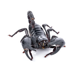 scorpion