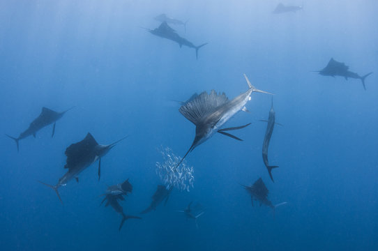 Underwater view of group of sailfish corralling sardine shoal, Contoy Island, Quintana Roo, Mexico
