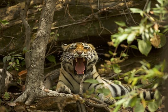 Bengal Tiger (Panthera tigris tigris), Satpura National Park, Madhya Pradesh, India