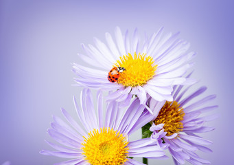 ladybug on camomile