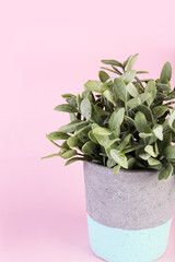 Sage herb in a concrete pot on pastel pink background