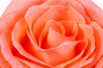 beautiful orange rose close up