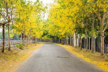 Fototapeta premium Cassia fistula flower and the road in countryside