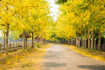 Cassia fistula flower and the road in countryside - obrazy, fototapety, plakaty