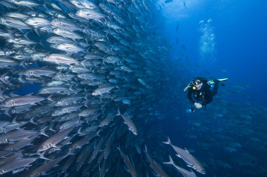 Scuba diver swimming past wall of Jackfish