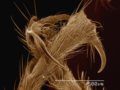 Coloured SEM Of Feet Of Army Ant