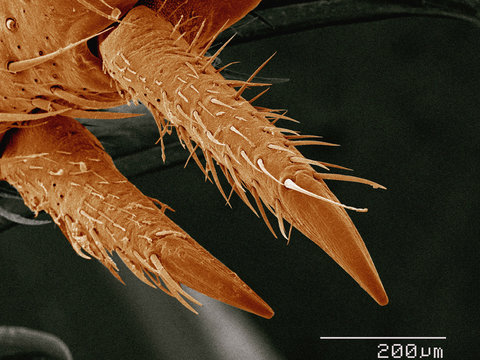 Coloured SEM of leg spurs of house cricket