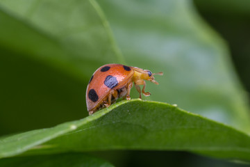 Lady bird