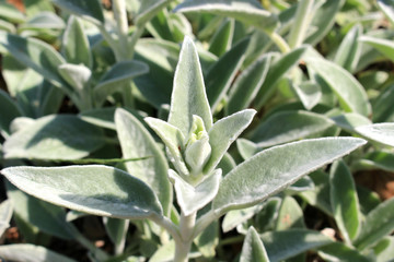 Fototapeta premium Lamb's ear green garden