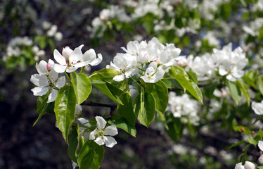 Deep apple tree branches with many white flowers blossom in spring on sunny day closeup