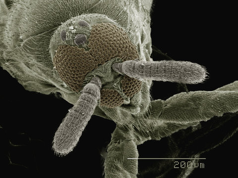 Coloured SEM of head of fly (Phoridae)