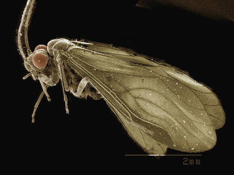 Coloured SEM of bark louse (Psocoptera)