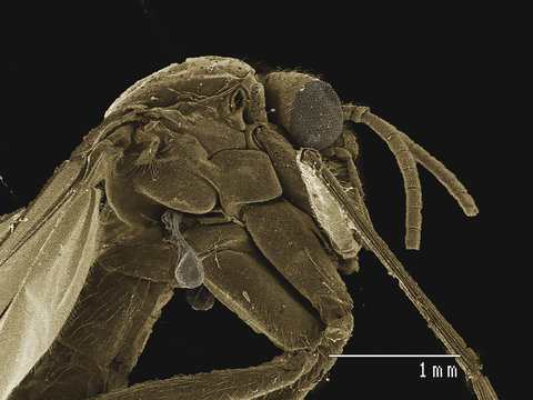 Coloured SEM of small fly (Diptera)