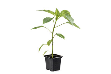 One Paprika (Capsicum, Peppers) Plant Vegetable Seedling isolate