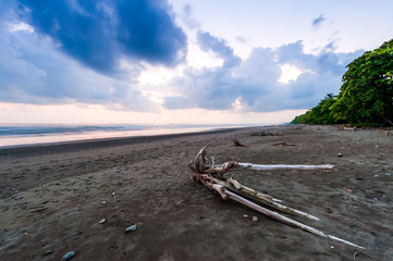 Landscape with driftwood on the beach at sunset. Central America. Costa Rica