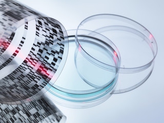 High angle view of curled DNA sequencing gel and petri dish