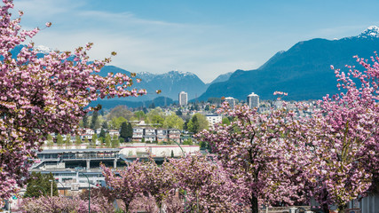 Naklejka premium cheery blossom around the city,Vancouver BC Canada