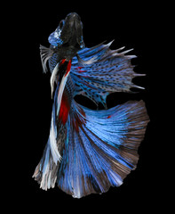 Betta fish, siamese fighting fish, betta splendens (Halfmoon bet