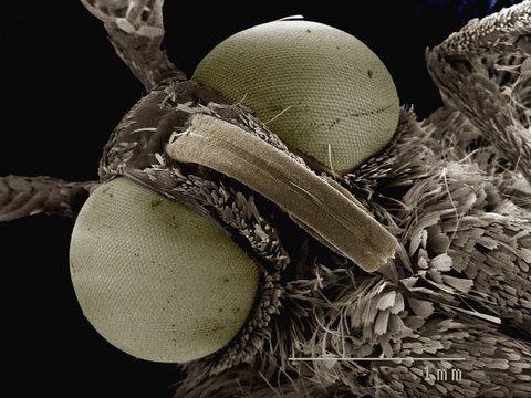 Coloured SEM of head of small moth (Geometridae)