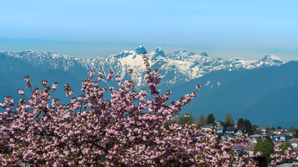 Naklejka premium cheery blossom around the city,Vancouver BC Canada