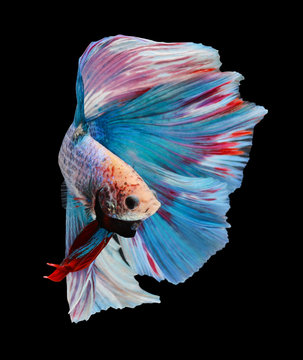 Betta fish, siamese fighting fish, betta splendens (Halfmoon bet