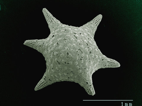 Coloured SEM of Star sand from Guam