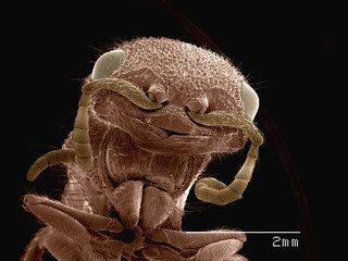 Coloured SEM of head of velvet ant (Mutilidae)