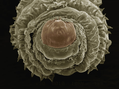 Coloured SEM of larva of human botfly (Hematobia Irritans)