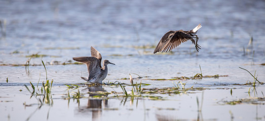 Zwei Bruchwasserläufer kämpfen in einem flachen See um das beste Revier
