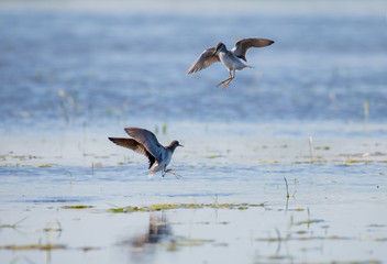 Zwei Bruchwasserläufer kämpfen in einem flachen See um das beste Revier