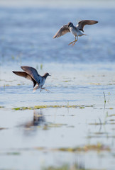 Zwei Bruchwasserläufer kämpfen in einem flachen See um das beste Revier