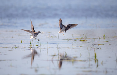 Zwei Bruchwasserläufer kämpfen in einem flachen See um das beste Revier