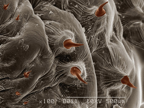Coloured SEM of larva of human bot fly (Hematobia Irritans)