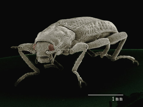Coloured SEM of Riffle beetle (Elmidae)