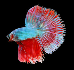 Betta fish, siamese fighting fish, betta splendens (Halfmoon bet