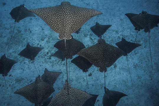 Underwater overhead view of spotted eagle rays casting shadows on seabed, Cancun, Mexico