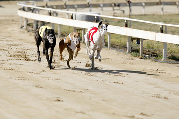 Running racing greyhound dogs on racing track