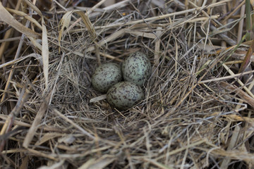 Bird's nest in natural habitat.